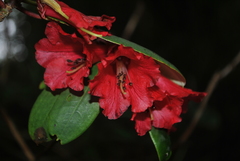 Rhododendron neriiflorum
