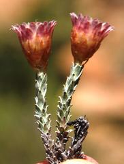 Helichrysum stoloniferum