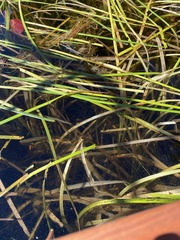 Sparganium fluctuans