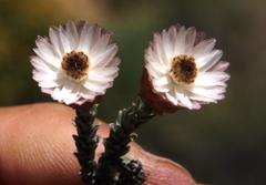 Helichrysum stoloniferum