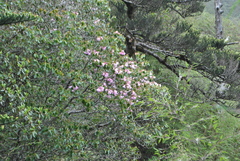 Rhododendron selense