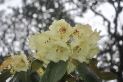 Rhododendron lacteum