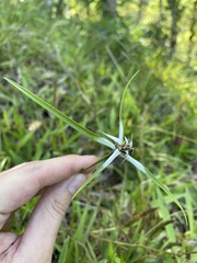 Rhynchospora nervosa