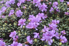 Rhododendron impeditum