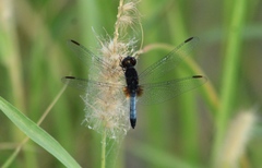 Erythrodiplax basifusca