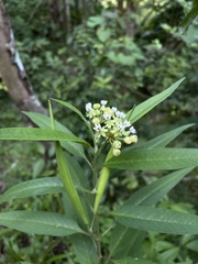 Asclepias nivea