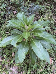 Lobelia robusta
