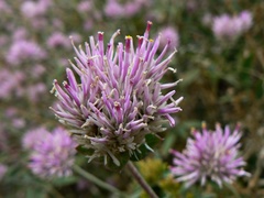 Gomphrena pulchella