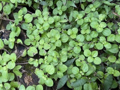 Pilea nummulariifolia