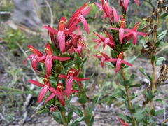Justicia xylosteoides