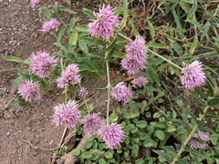 Gomphrena pulchella