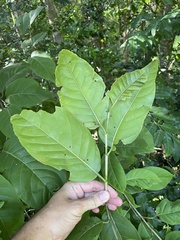 Coccoloba swartzii