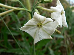 Nicotiana paa