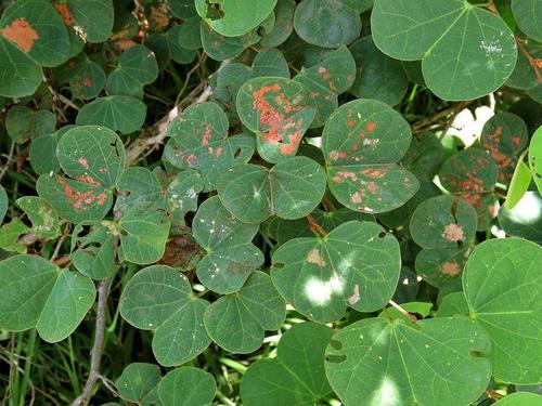 Bauhinia galpinii image