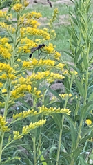 Eremnophila aureonotata