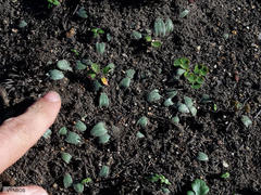 Ornithogalum hispidum hispidum