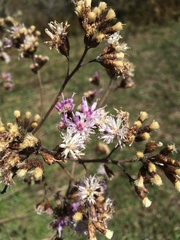 Vernonanthura squamulosa