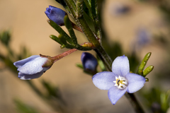 Cyanothamnus ramosus ramosa