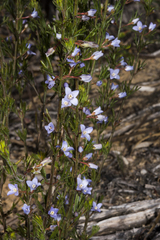 Cyanothamnus ramosus ramosa