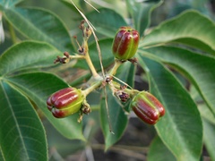 Jatropha excisa