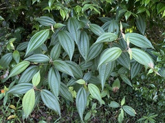 Miconia laevigata