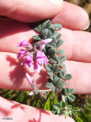 Indigofera mauritanica