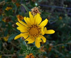 Grindelia cabrerae