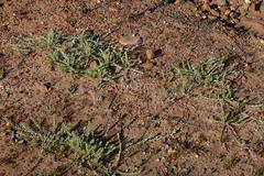 Gnaphalium declinatum