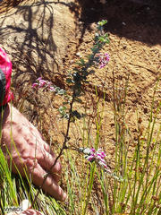 Indigofera mauritanica