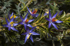 Calectasia