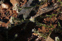 Gnaphalium declinatum