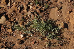 Gnaphalium declinatum