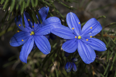 Chamaescilla corymbosa