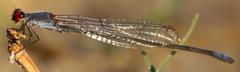 Pseudagrion sublacteum sublacteum
