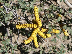 Prosopis reptans