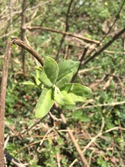 Vernonanthura squamulosa