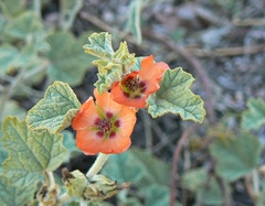 Sphaeralcea cordobensis