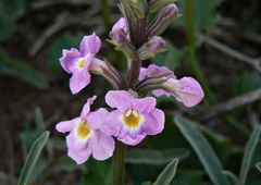 Pitraea cuneato-ovata