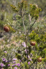 Darwinia neildiana