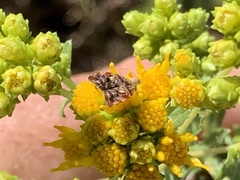 Tebenna gnaphaliella