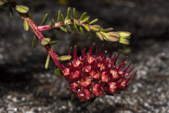 Darwinia sanguinea