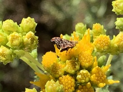 Tebenna gnaphaliella