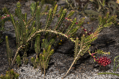 Darwinia sanguinea