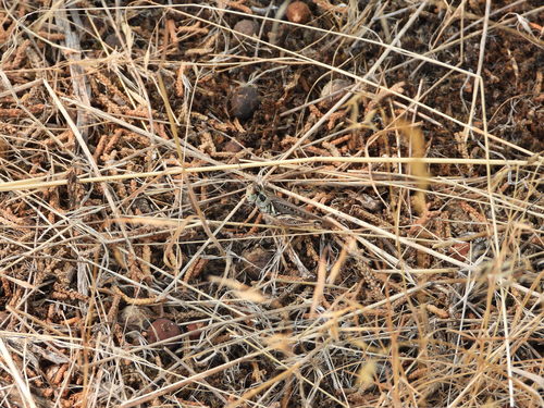 Migratory Grasshopper photo 5
