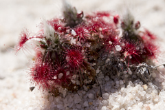 Drosera eneabba