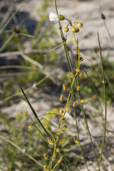 Drosera macrantha