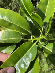 Sapium laurocerasus