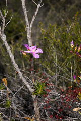 Drosera macrantha