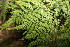 Adiantum formosum