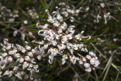 Grevillea umbellulata